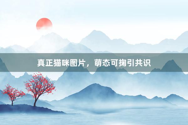 真正猫咪图片，萌态可掬引共识